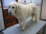 Kaylee,golden retriever, heeft af en toe acupunctuur nodig voor bew.probl.